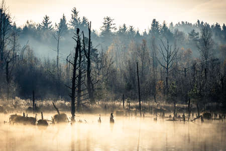 Foggy autumn morning at Schwenninger Moos in black forest in germanyの写真素材