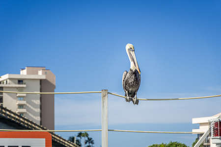 peilican sitting on a fence in Floridaの写真素材