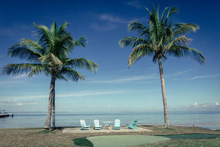 A spot und the palm trees to have tea when youre oldの写真素材