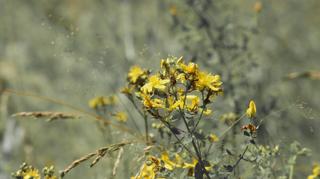 In the middle zone of Russia, medicinal herbs mature in the summer