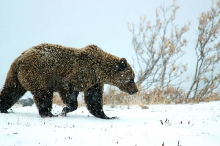 Grizzly bear in winterの写真素材