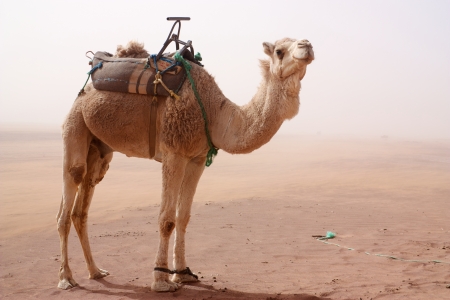 Camel with tied legs and seat standing in sand storm looking at cameraの写真素材