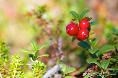 Detail of red berries in forest in Norwayの写真素材
