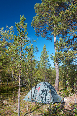 Tent pitched in forest next to pine tree during sunny dayの写真素材