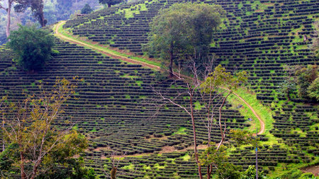 Path leading in the middle of tea plantation in jungle near Chiang Rai, Thailandの写真素材