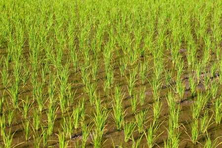 Young rice field in Chiang Rai provinceの写真素材