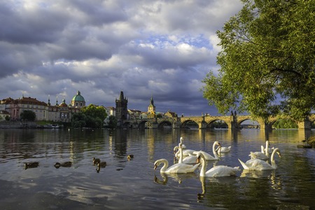 Beautiful view on the Charles bridge on Vltava river with white swans in the front. Gothic bridge with baroque statues.の写真素材