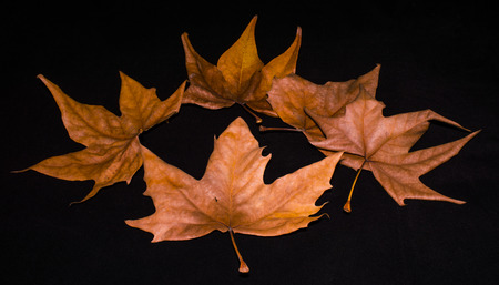 dry leaves with black backgroundの写真素材