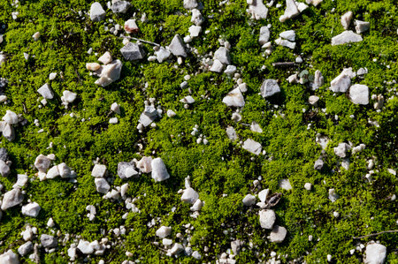floor with moss and stonesの写真素材