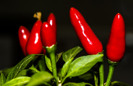 a plant chilli spicy