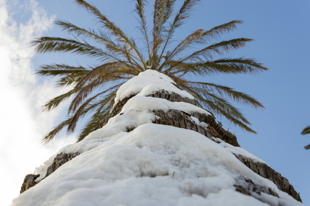 palm snowy background with an azure skyの写真素材