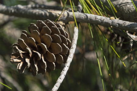 pinecone in the branches with blurred backgroundの写真素材
