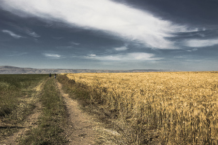 a field of grain