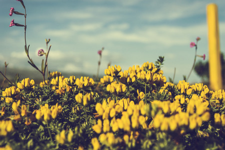 yellow flower