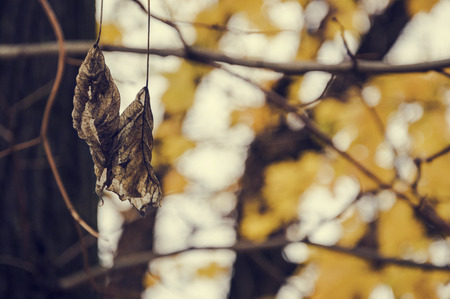 Autumnの写真素材