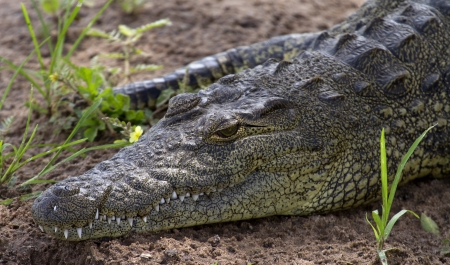 Up close shot of a juvenile crocodileの写真素材