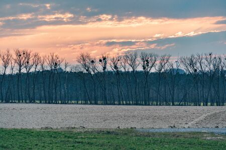 Setting sun above line of trees with mistletoe and fieldの写真素材