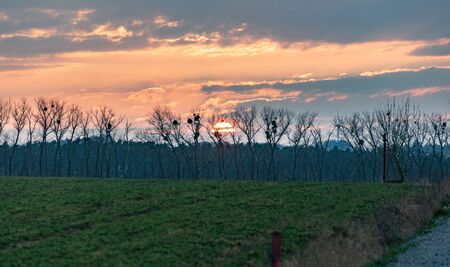 Setting sun above line of trees with mistletoe and fieldの写真素材