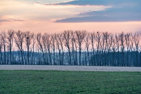 Setting sun above line of trees with mistletoe and fieldの写真素材