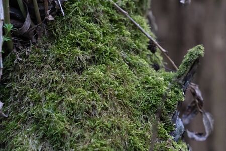 The green moss on the tree in the brown deciduous forestの写真素材