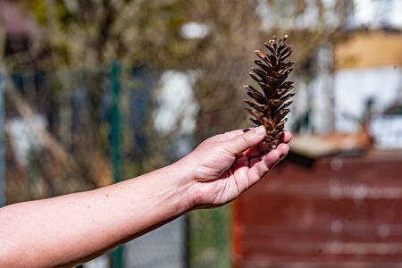 A man holding a huge pine cone in his left hand