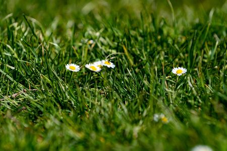 Beautiful daisies growing in the middle of a green lawn during the springの写真素材