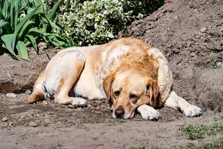 Retriever dog lying in the garden in a hole next to a pile of clayの写真素材
