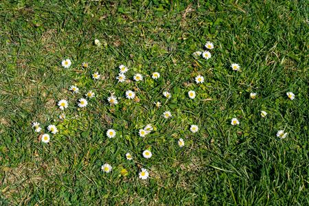 Beautiful daisies growing in the middle of a green lawn during the springの写真素材