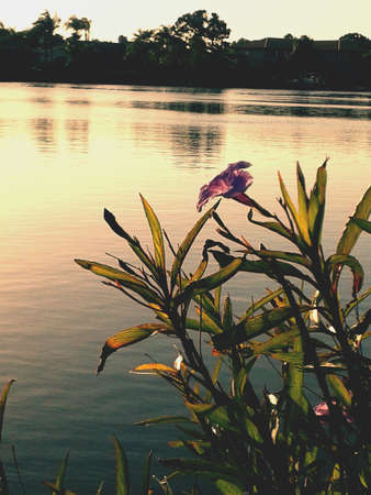 Purple flower by the water in Tampa Florida.の素材