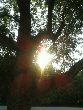 Sun beams shine through trees in Tampa Florida.の素材