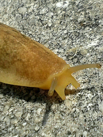 Garden snail in Tampa Floridaの素材