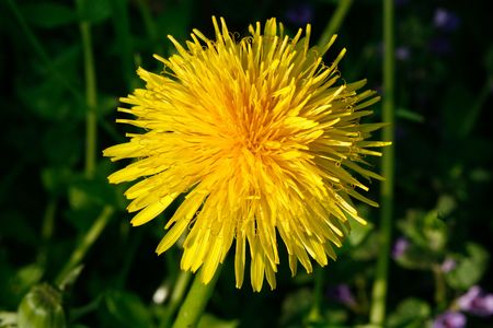 dandilion