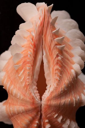 a macro shot of a terrigated clam with a beautiful pink hueの写真素材