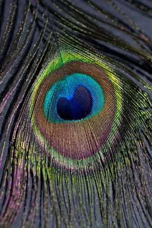 vivid peacock feather macro shotの写真素材