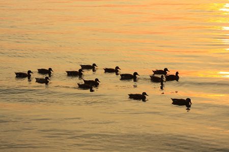 Ducks floating on a orange ocean reflecting evening lightの写真素材