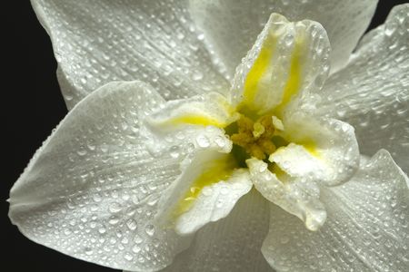 Daffodil isolated on black background wet with morning Dewの写真素材