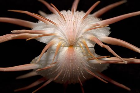 Pink and white spiney oyster isolated on blackの写真素材