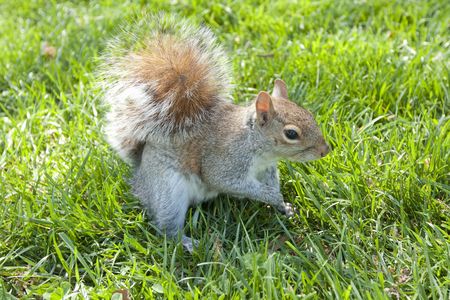 wild squirrel on grass stoping for a poseの写真素材