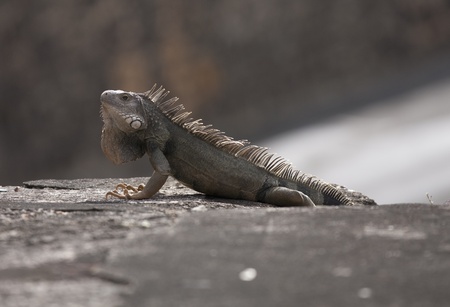 Iguanaの写真素材