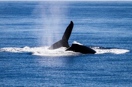 Territoral behavior from humpback whales in hawaiiの写真素材
