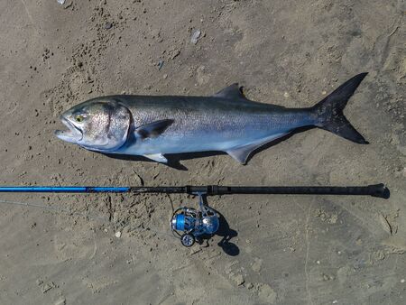 NJ bluefish action in spring 40 bluefish