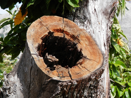 Hollow Tree Trunkのeditorial素材