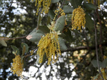 Male pollen-bearing catkins on Coast Live Oak (Quercus agrifolia).の写真素材