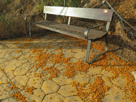 Acacia blossoms and flowers by bench on pavement rest area