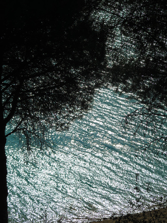 Group of pine trees on shore of Ardales Lake, Andaluciaの写真素材