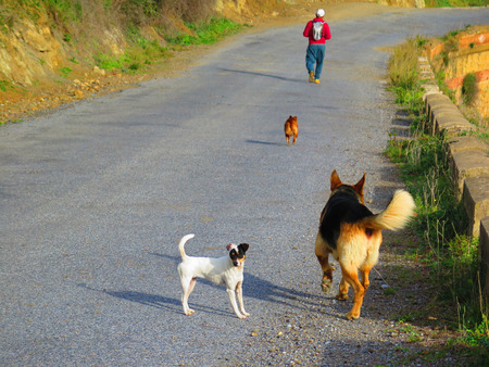 Three dogs and a man on rural path
