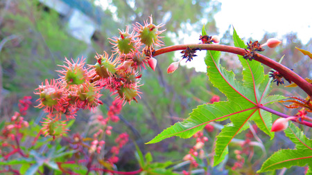Green prickly seed pods on shrub in Alora Countrysideの写真素材
