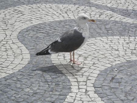 Sea gull resting in Lisbon Rosio Squareの写真素材