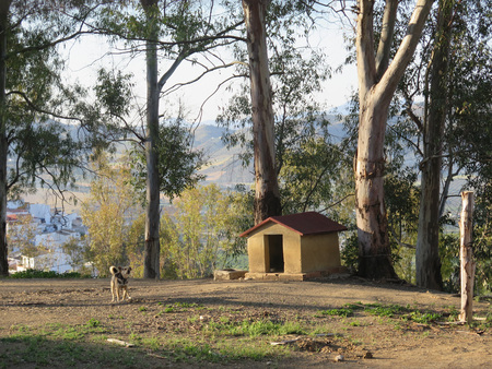 Dog on chain in front of brick built kennel in eucalyptus shaded ground in Andalusian villageの写真素材