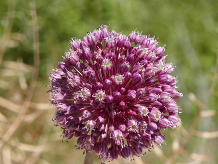 Closeup of wild onion plant in flower